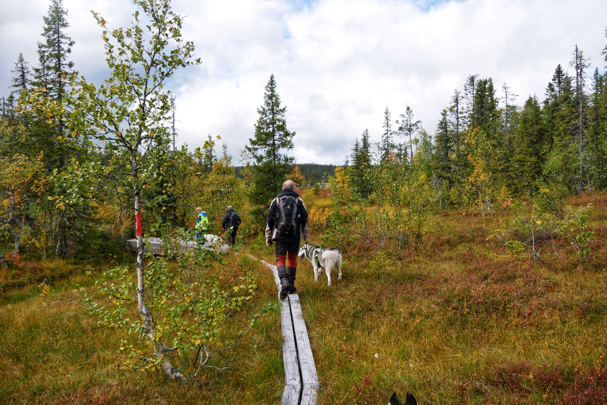 Huskyfarm Aktivurlaub in Gafsele Sdra Lappland 5