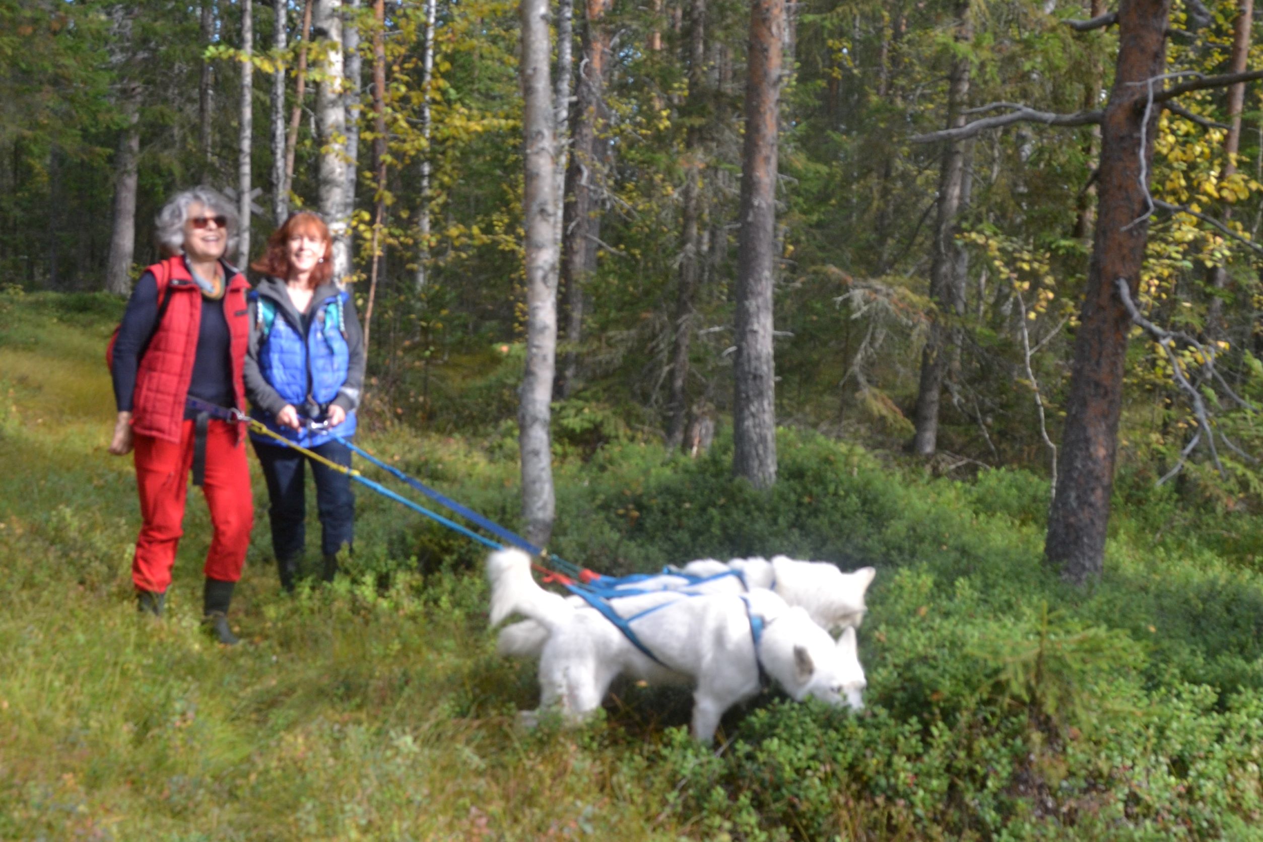Huskyfarm Aktivurlaub in Gafsele Sdra Lappland 5 1