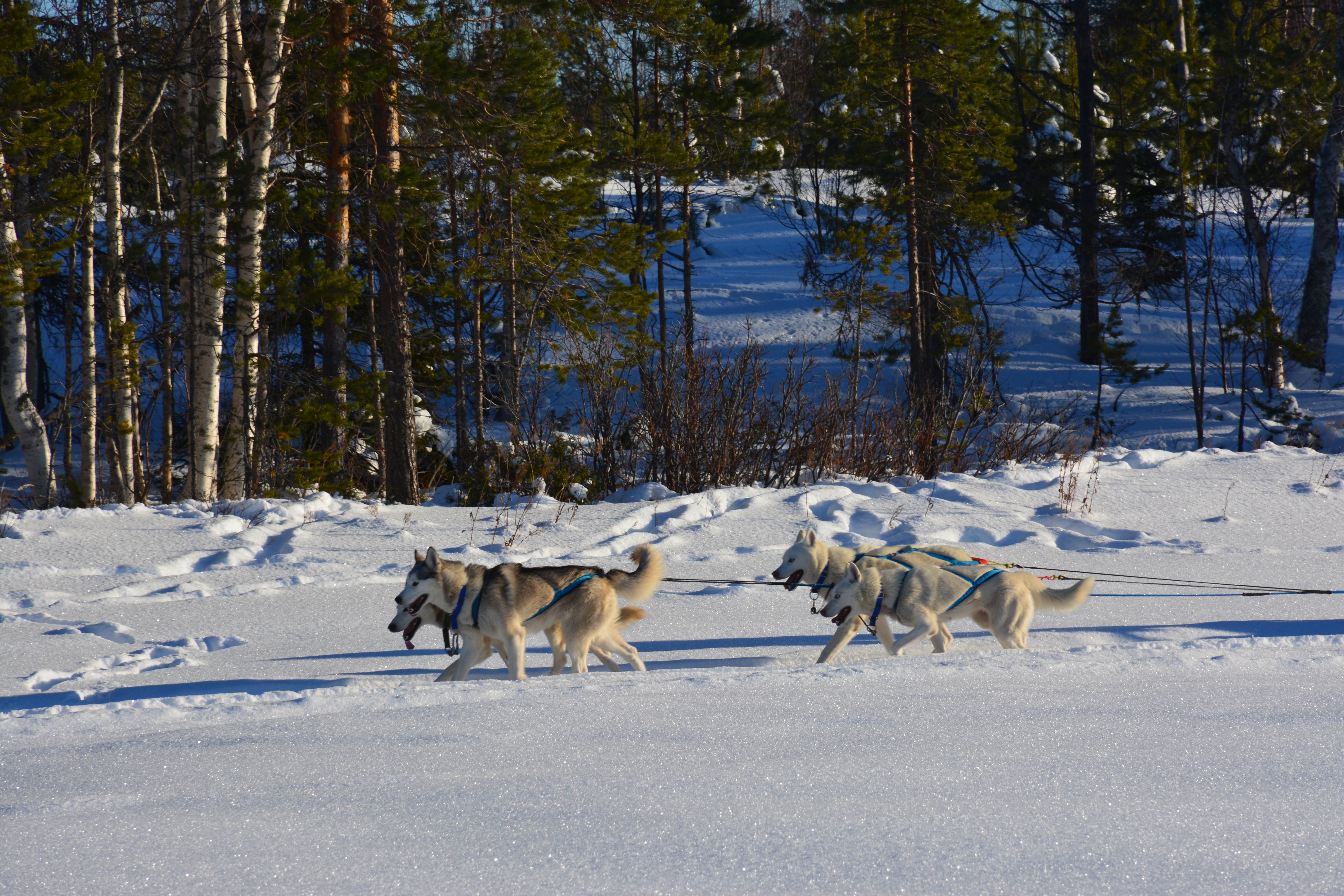 Schwedisch Lappland Winter 2022 zweite Tourwoche 12