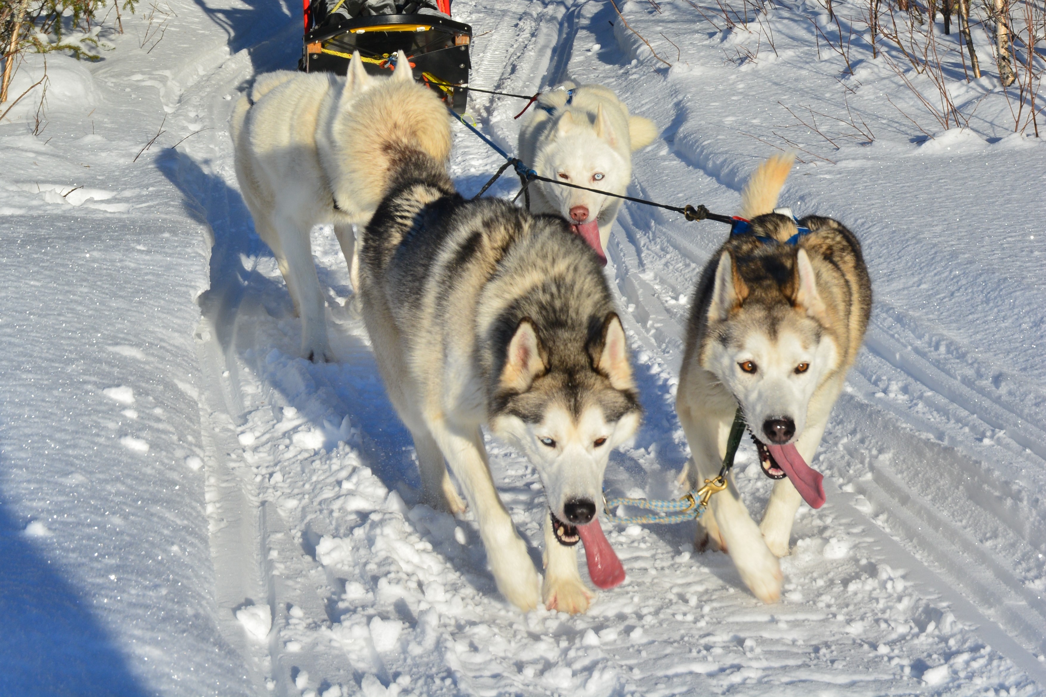 Schwedisch Lappland Winter 2022 zweite Tourwoche 6
